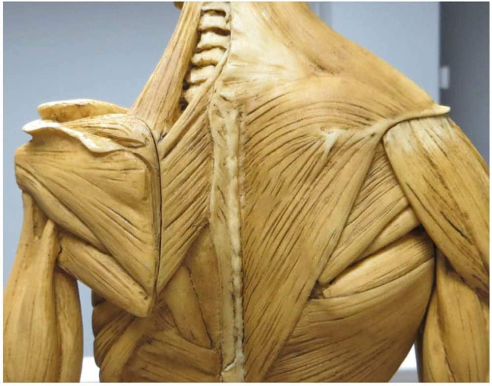 Amazon.co.jp: 人体模型 Manikin 人体モデル 1:3 人体筋肉模型 筋肉と